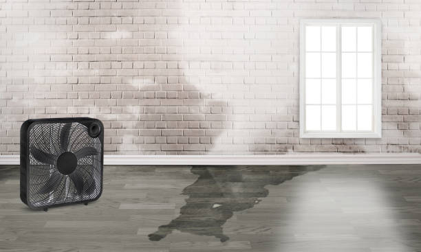 Best 24/7 water damage repair  in Cheboygan, MI
